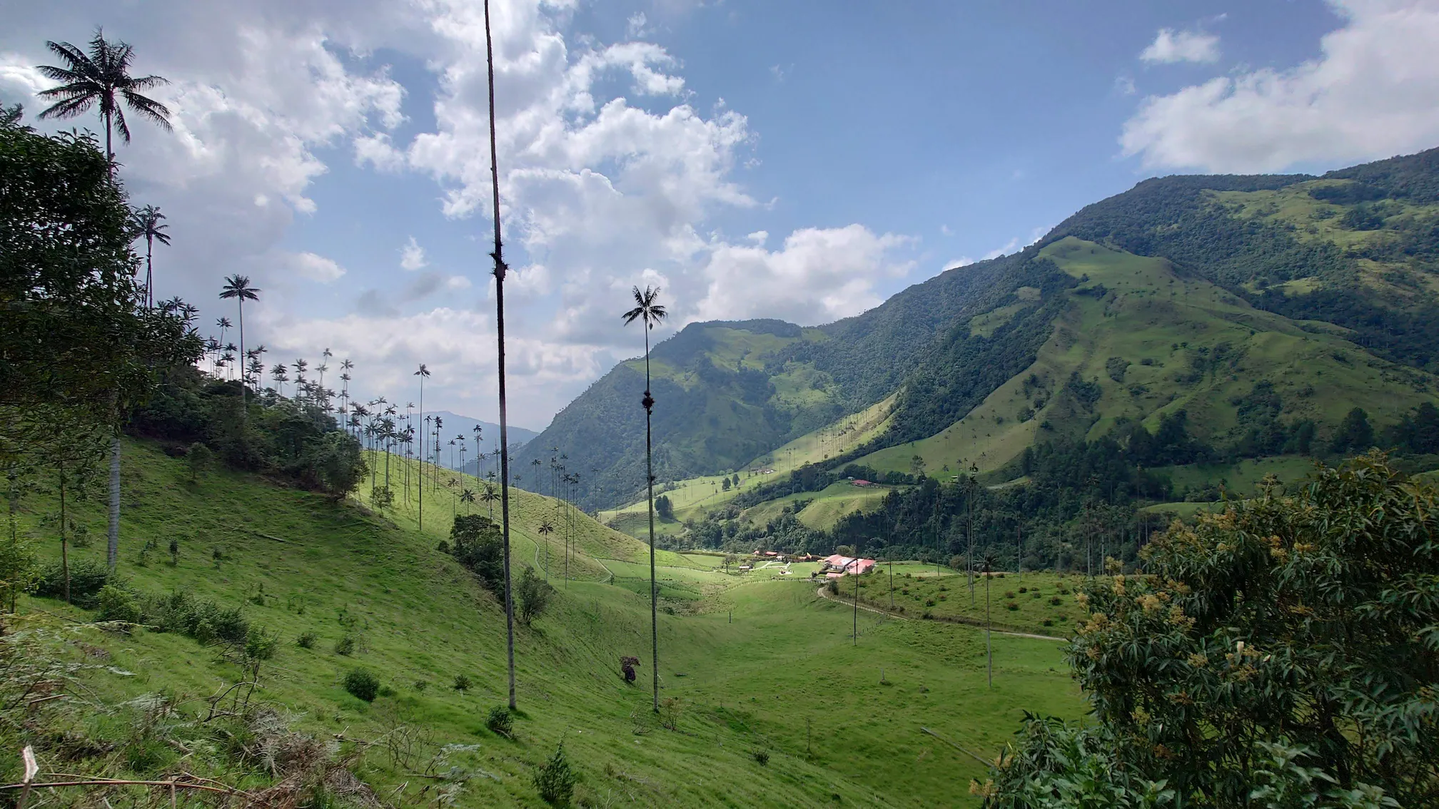 Valle de Cocora, Colombia